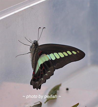 butterfly1_18.jpg