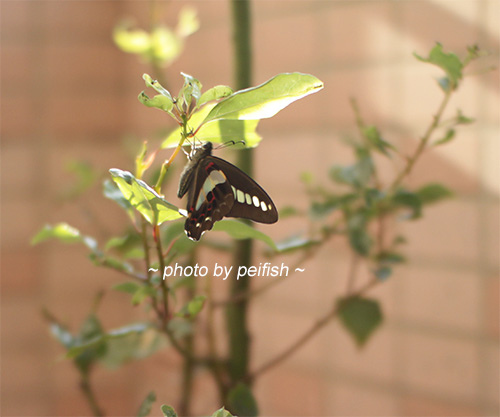 butterfly1_20.jpg