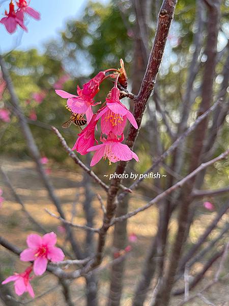 清大櫻花-6.jpg