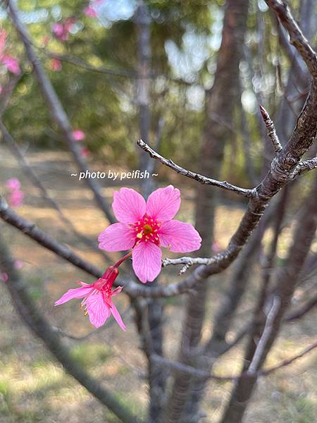 清大櫻花-9.jpg