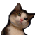 t_144cb0ac81a51b.gif t_144cb0ac81a51b.gif