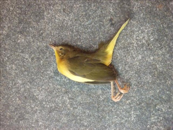 路上死掉的小鳥