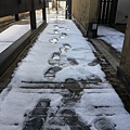 IMG_7350.JPG