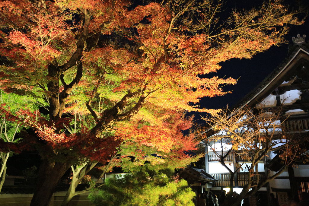 京都高台寺 027 京都高台寺 027