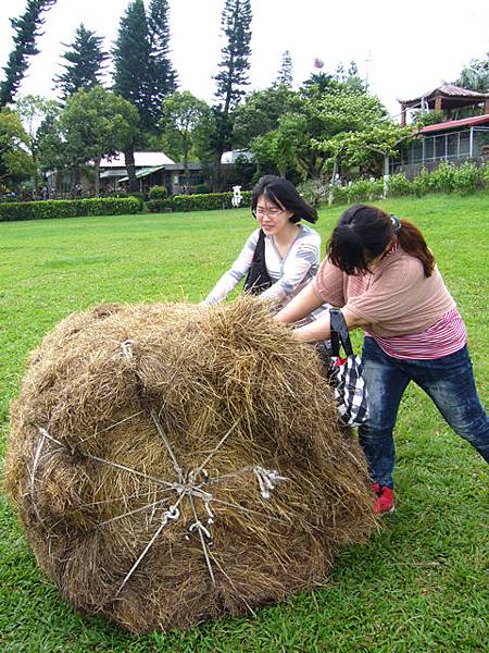 初鹿牧場-滾草