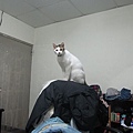 IMG_1918.JPG