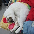 IMG_1936.JPG