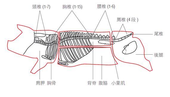 屠體示意圖