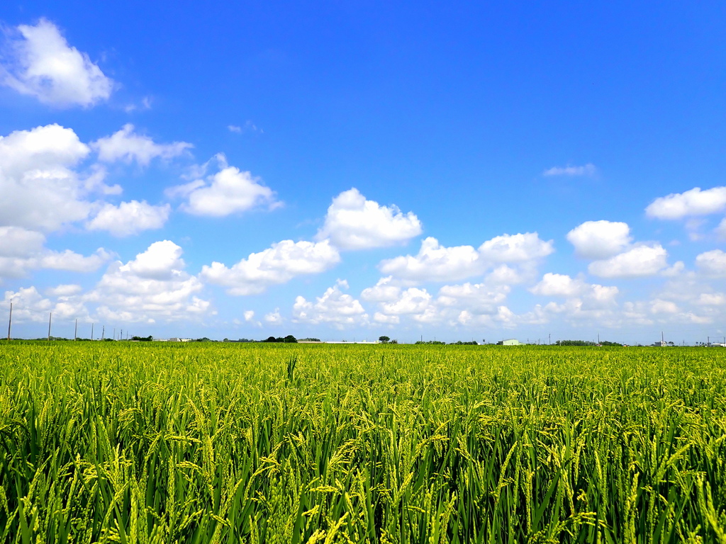嘉義糖鐵田園騎旅20250522