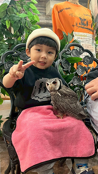【東京親子景點】池袋「貓頭鷹咖啡廳」根本是親子天堂!零距離接 【東京親子景點】池袋「貓頭鷹咖啡廳」根本是親子天堂!零距離接