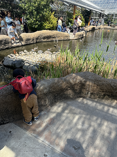 【大阪親子旅行】神戶動物王國｜小小孩也能近距離接觸動物的夢幻
