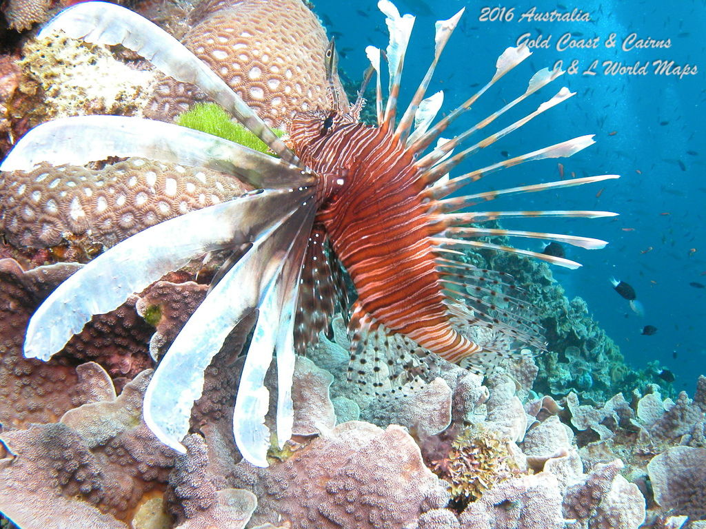 Lionfish 3.JPG