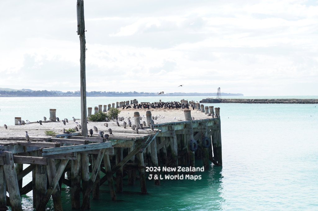 ［2024 紐西蘭］悠閒的企鵝小鎮奧瑪魯：友誼灣度過愜意的早