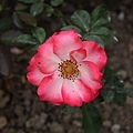 Rose-7