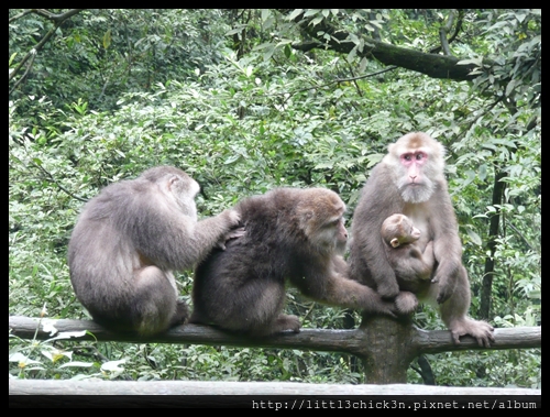 20101002_095026_SiChuanMtEmei