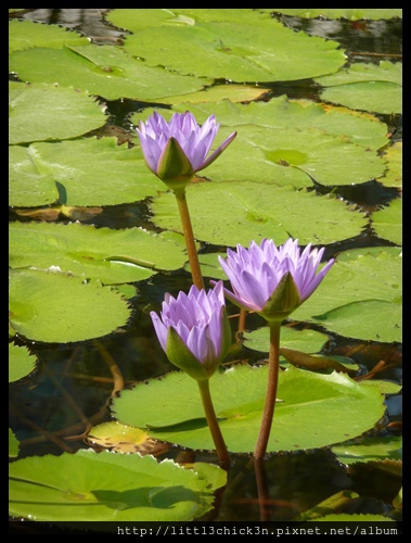 20101028_134733_HongKongKowloonPark.JPG