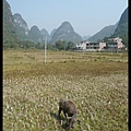 20101102_133206_GuangXiYangShuo.JPG