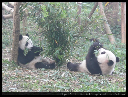 20101111_093019_SiChuanPandaBreedingResearchBase.JPG