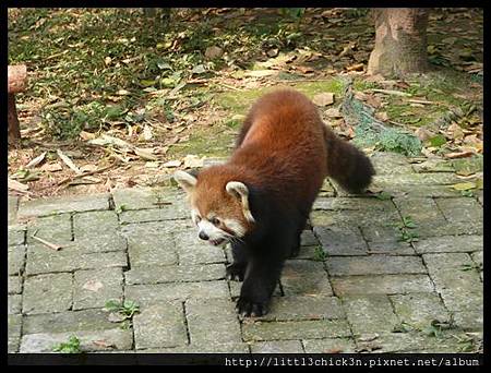 20101111_103012_SiChuanPandaBreedingResearchBase.JPG 20101111_103012_SiChuanPandaBreedingResearchBase.JPG