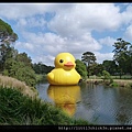 20140112_094235_RubberDuckParramattaPark.JPG