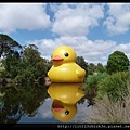 20140112_100744_RubberDuckParramattaPark.JPG