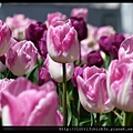 20140919_114442_BowralTulipTime.JPG