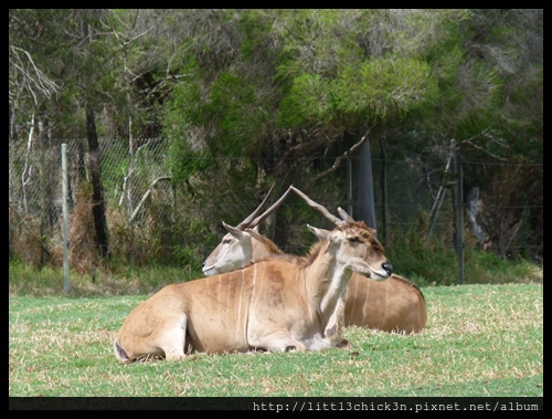 20120929_105309_WesternPlainsZoo.JPG