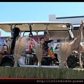 20120930_101749_DubboCarnivalOfTheAnimals.JPG