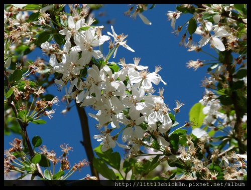 20120930_111502_DubboShoyoenJPGarden.JPG