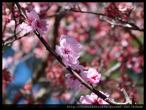 20150829_110850_AuburnCherryBlossomFestival.JPG