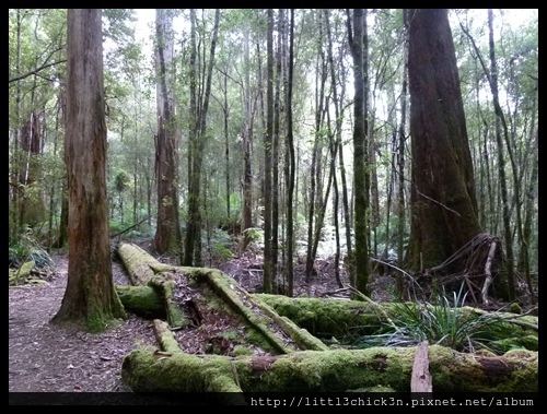 20111223_080525_0036_TasmaniaMountFieldNationalPark.JPG