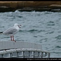 20151128_130113_BarangarooReserve.JPG