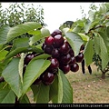 20151212_111051_SevilleFarmCherryPicking.JPG