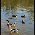 20160423_151616_LakeDaylesford.JPG