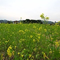 苗栗的某油菜花田。