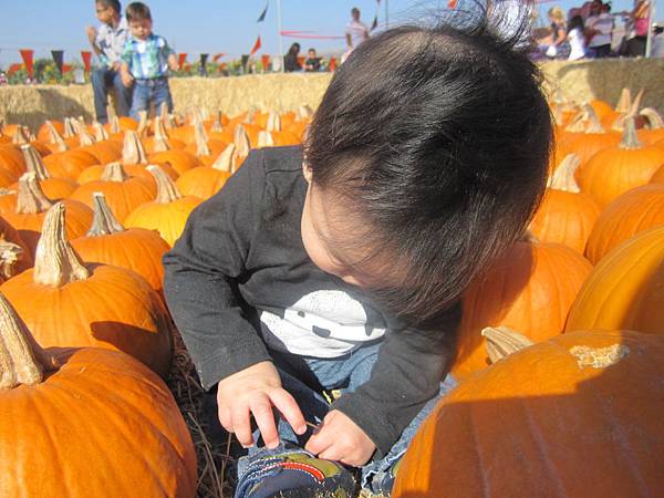 Spina Farms Pumpkin Patch (2.2)