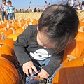 Spina Farms Pumpkin Patch (2.2)