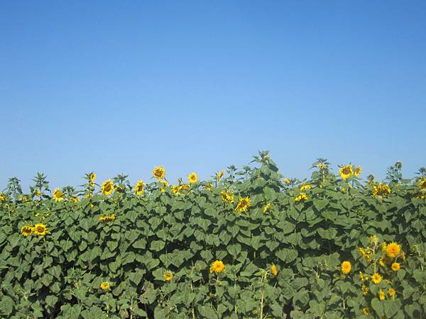 Spina Farms Pumpkin Patch (16)