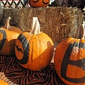 Spina Farms Pumpkin Patch (39)