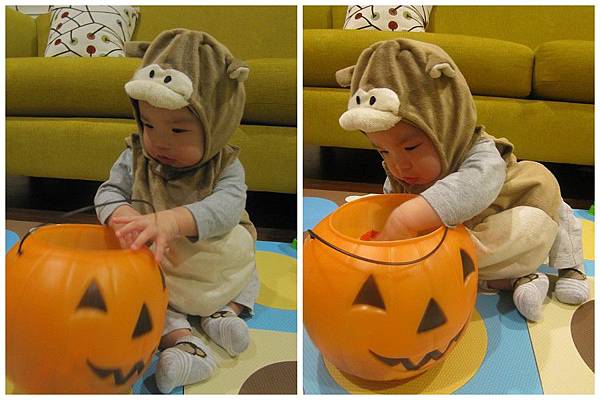 Miso's First Halloween (6)_1.jpg