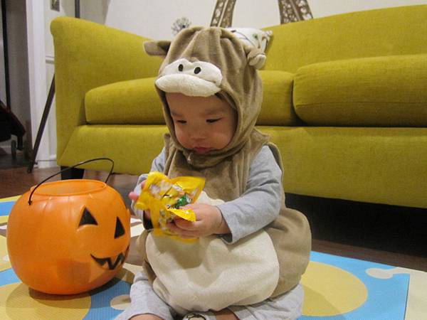 Miso's First Halloween (9).JPG