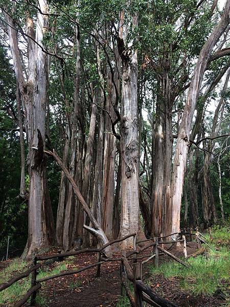 Maui Trip Day 4 (26).jpg