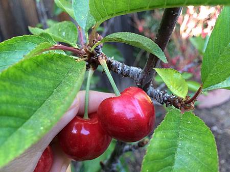 Mother's Day Gift & Cherry Picking at Backyard (4).jpg