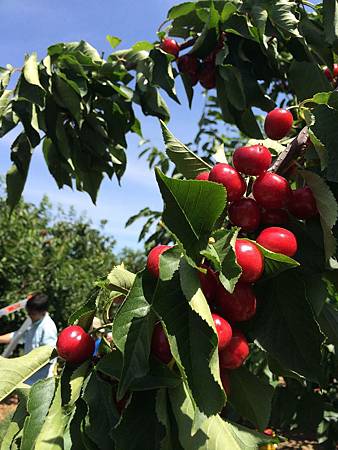 Nunn Better Farm Cherry Picking@Brentwood (4).jpg
