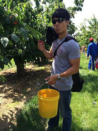 Nunn Better Farm Cherry Picking@Brentwood (5).jpg