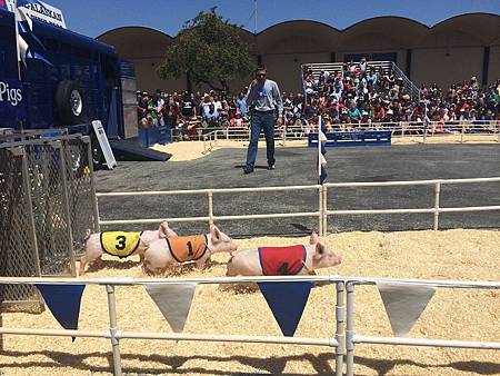 San Mateo County Fair (16).jpg