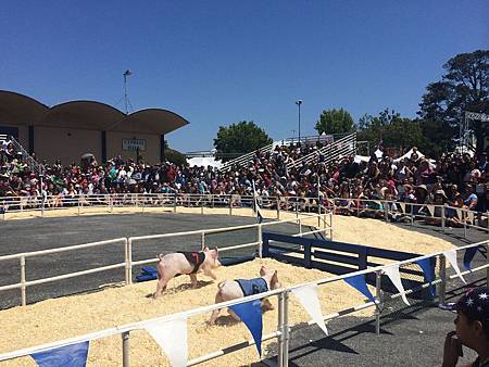 San Mateo County Fair (17).jpg