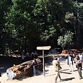 Roaring Camp Railroads & Santa Cruz (15).jpg