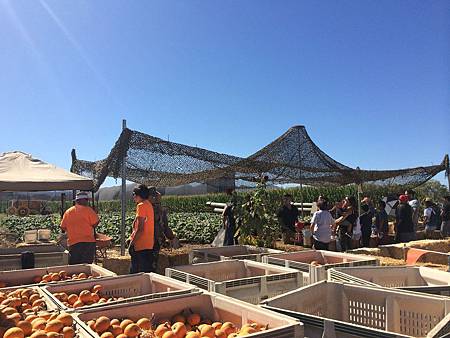 Uesugi Farms Pumpkin Park (24).jpg