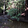 Redwood Grove (5).jpg